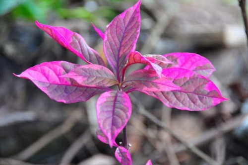 I think you can find just about any color you want to find in the jungle