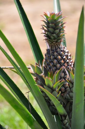 Folks, this is how a pinapple grows. Folks, this is how a pinapple grows.