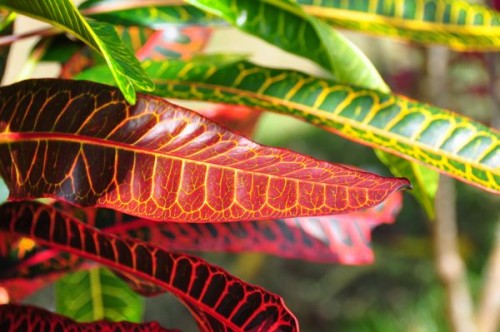Jungle foliage is quite festive Jungle foliage is quite festive