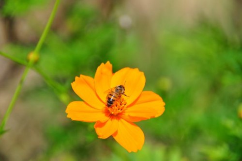 Bees and flowers have got to be one of the oldest love affairs Bees and flowers have got to be one of the oldest love affairs