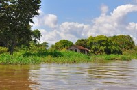 A lot of this grass isn't rooted in the ground- its a unique kind of grass that grows and floats in the river