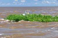 A bird takes off from a patch of floating Amazon grass