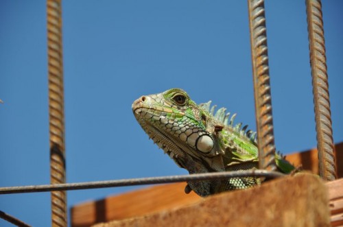 An Iguana stops by to inspect our work