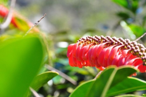 Beautiful flowering trees and cacti shared the canyon ridges Beautiful flowering trees and cacti shared the canyon ridges